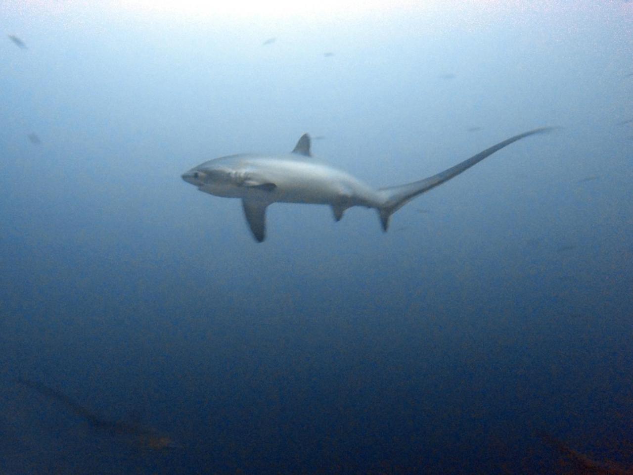 The Shark'S Tail Dive Center Daanbantayan Exterior foto